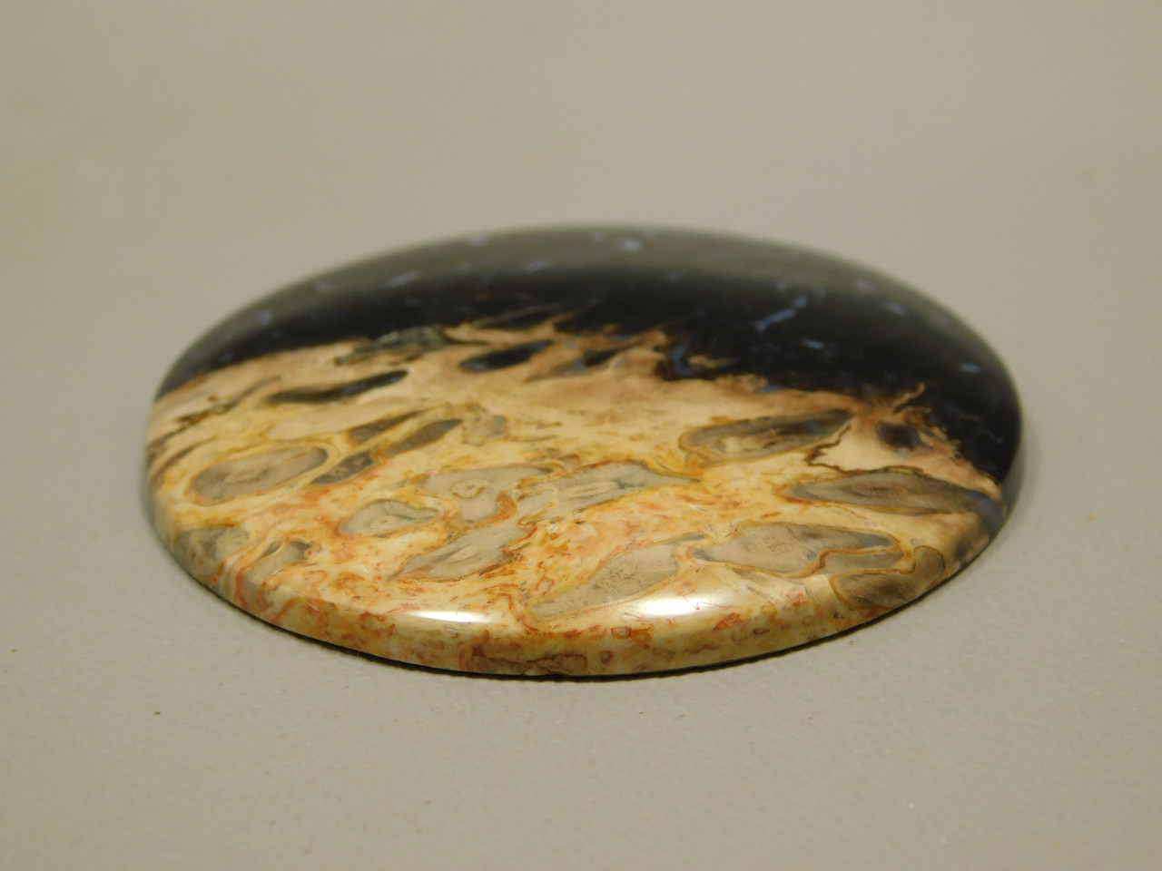 Petrified Palm Wood Cabochon Indonesia #13