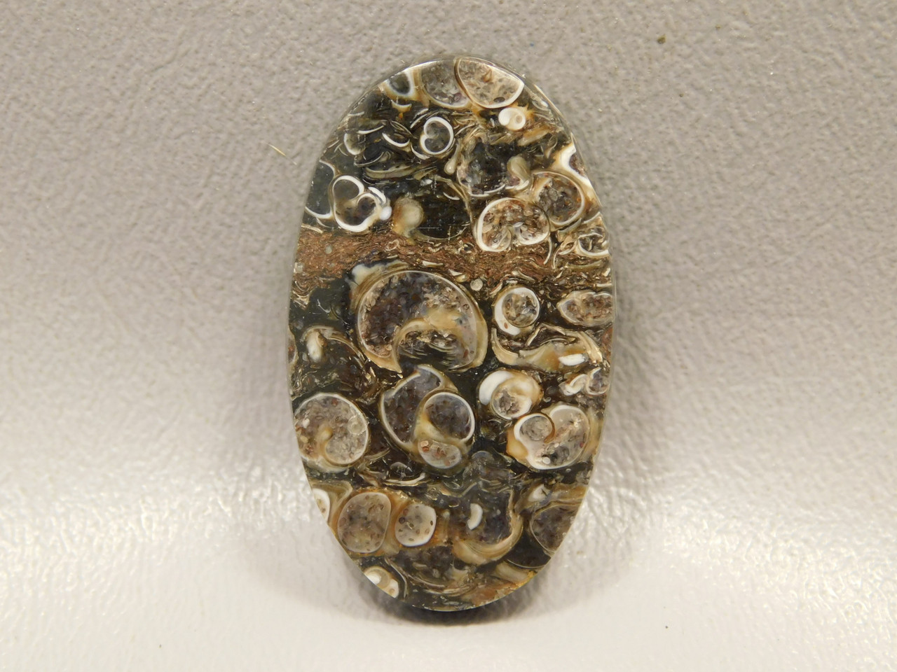 Turritella Agate Cabochon #5