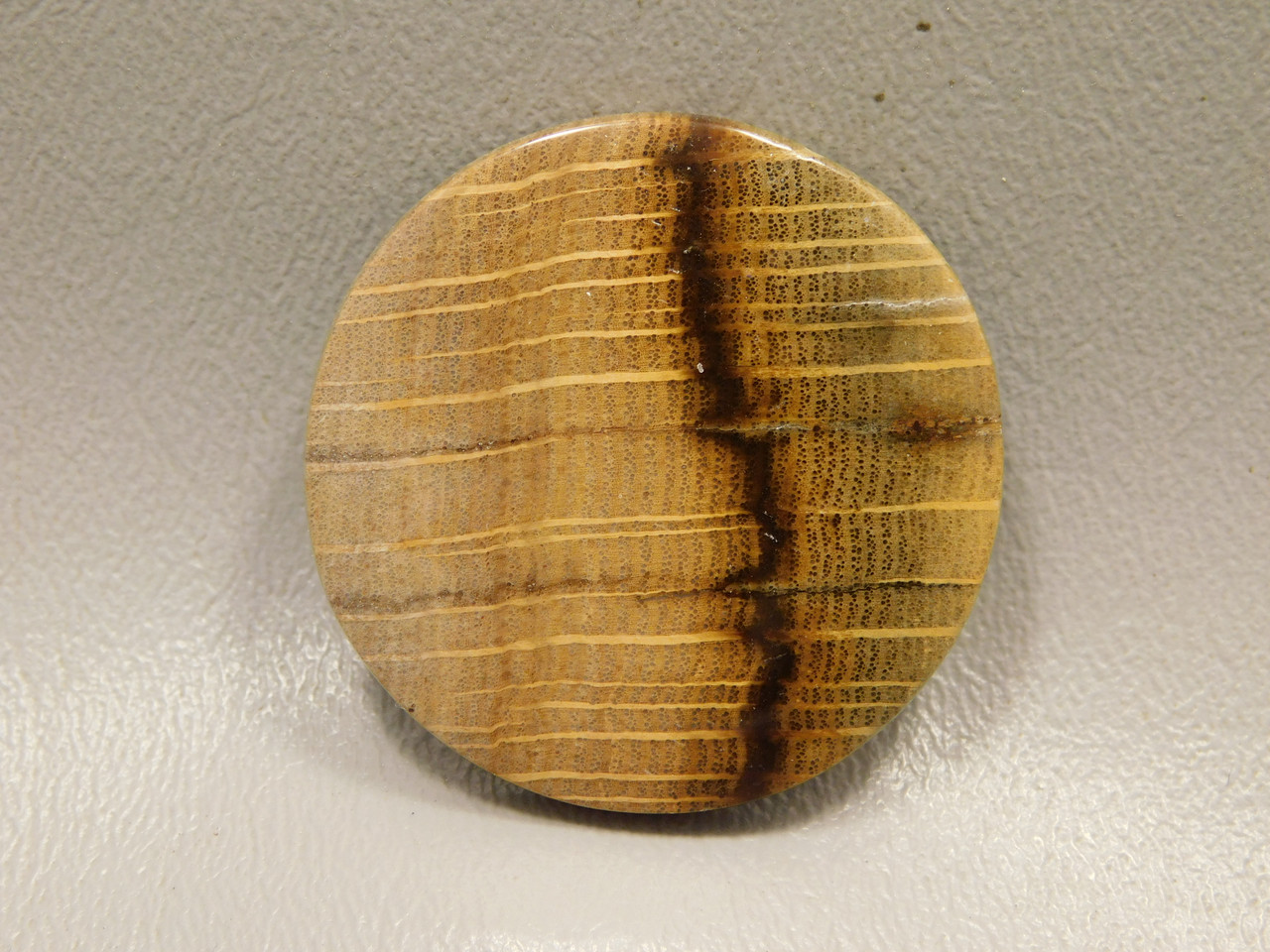 Petrified Golden Oak Wood Cabochon #11