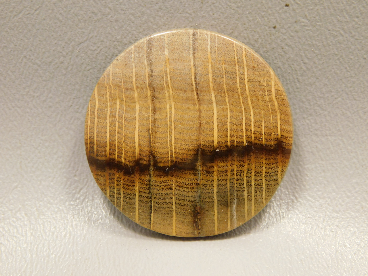 Petrified Golden Oak Wood Cabochon #11