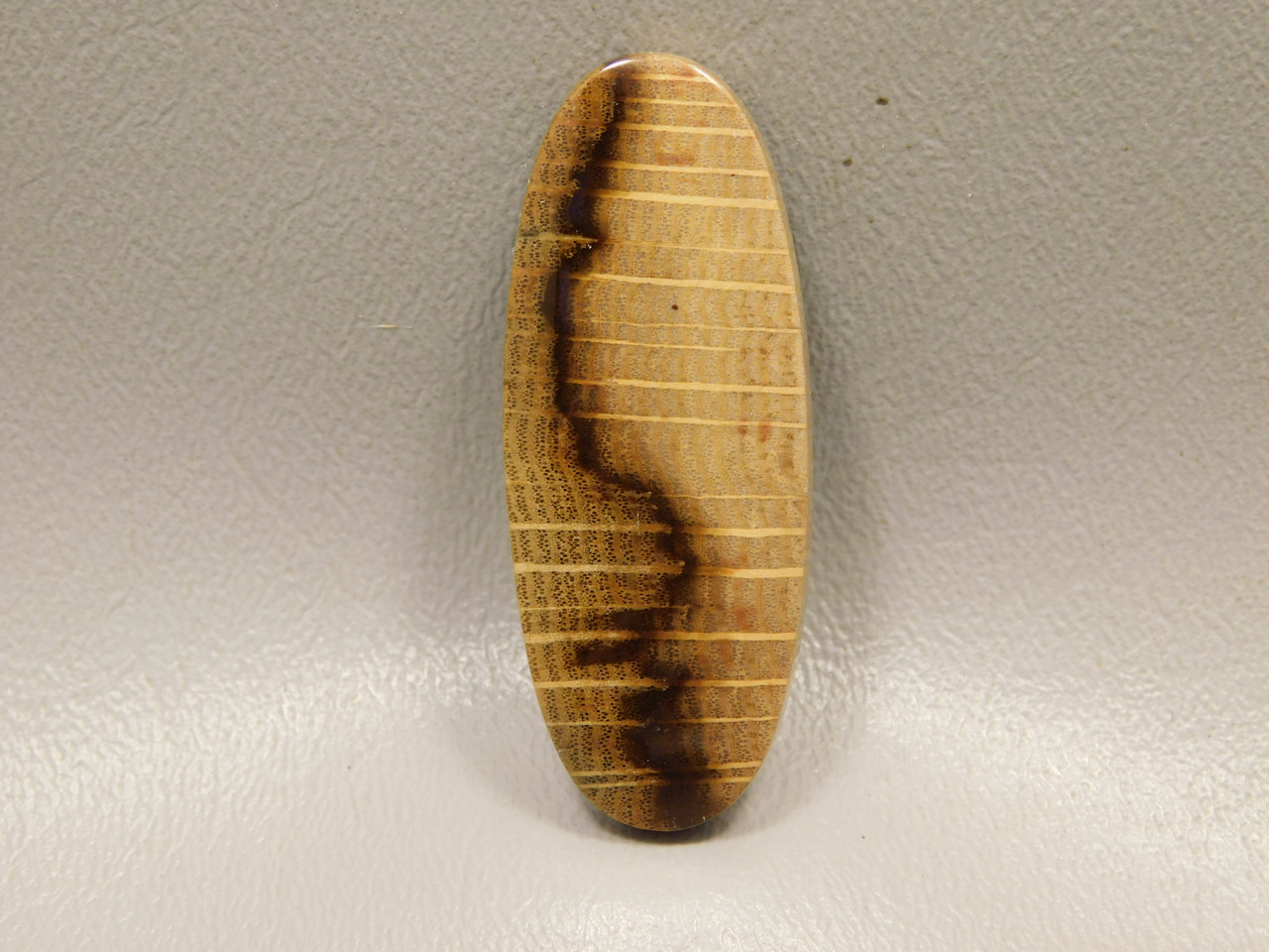 Petrified Golden Oak Wood Cabochon #3