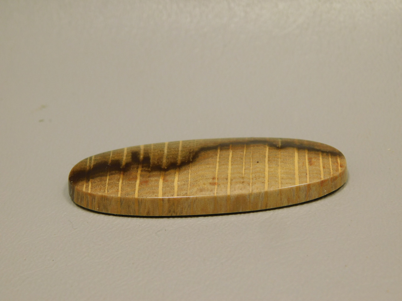 Petrified Golden Oak Wood Cabochon #3