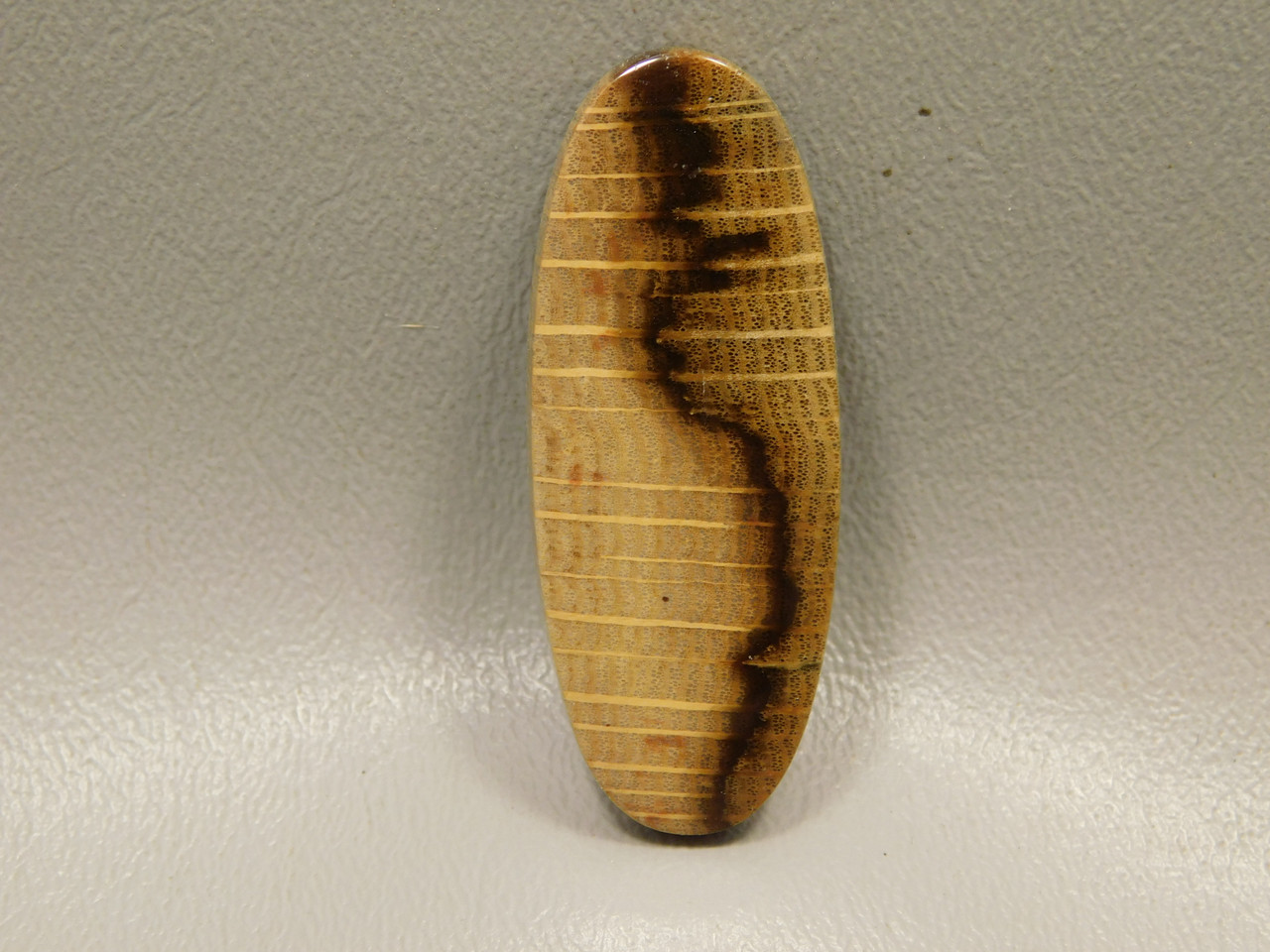 Petrified Golden Oak Wood Cabochon #3