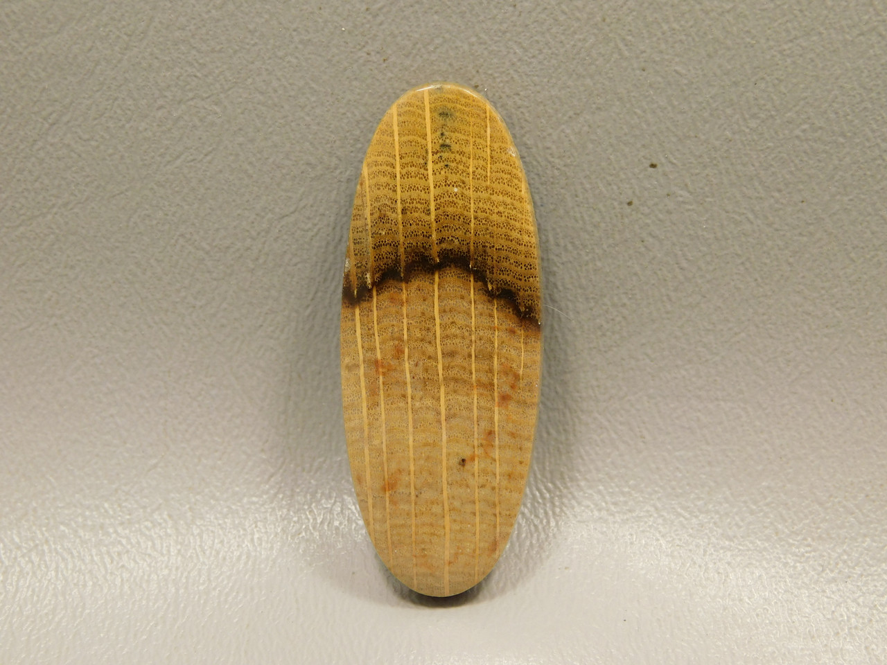 Petrified Golden Oak Wood Cabochon #7