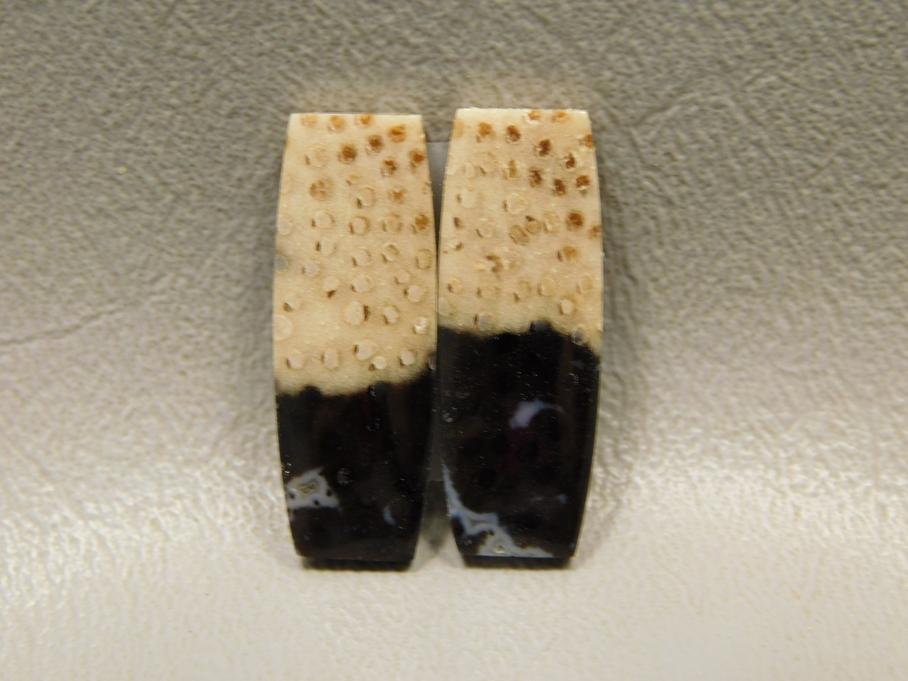 Petrified Palm Wood Matched Pair Cabochons #13