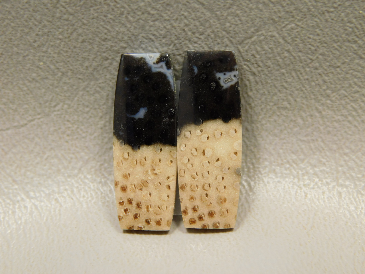 Petrified Palm Wood Matched Pair Cabochons #13