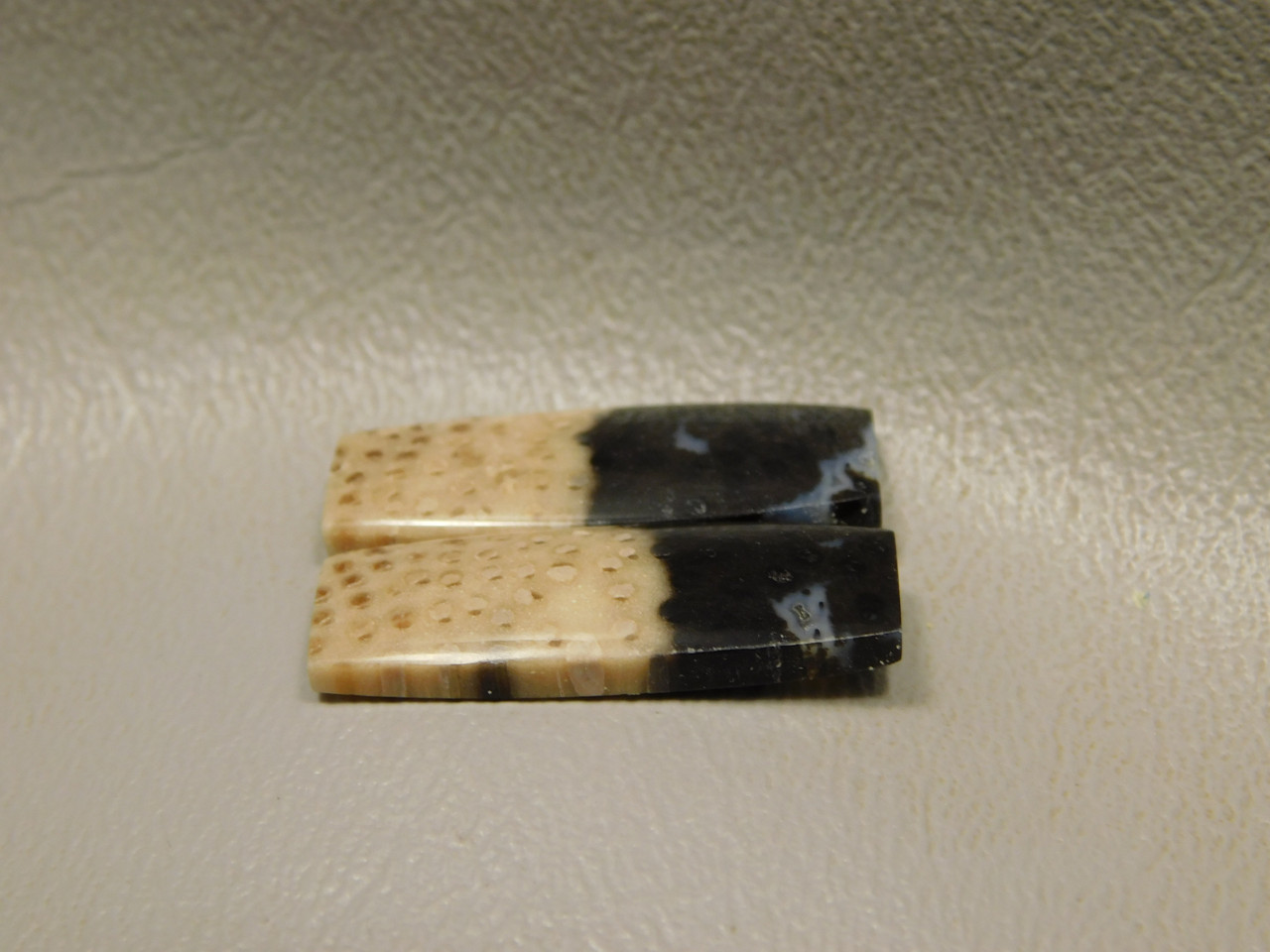 Petrified Palm Wood Matched Pair Cabochons #13