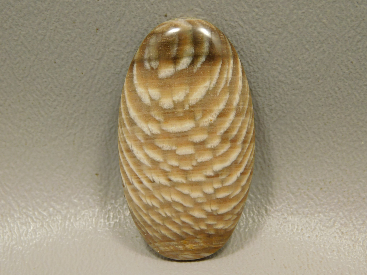 Petrified Sycamore Wood Cabochon #14