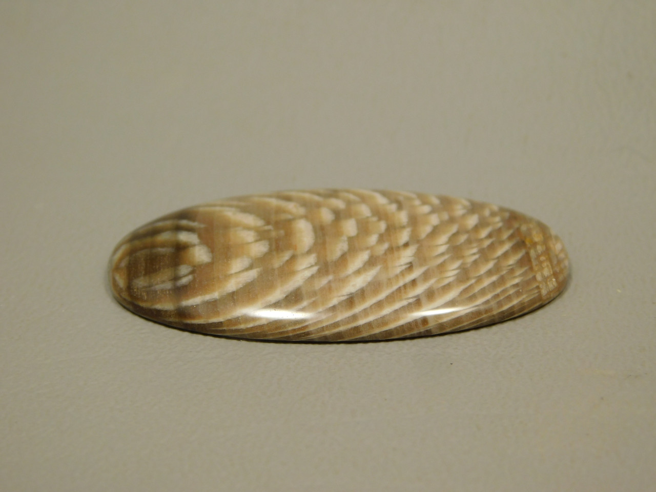 Petrified Sycamore Wood Cabochon #14