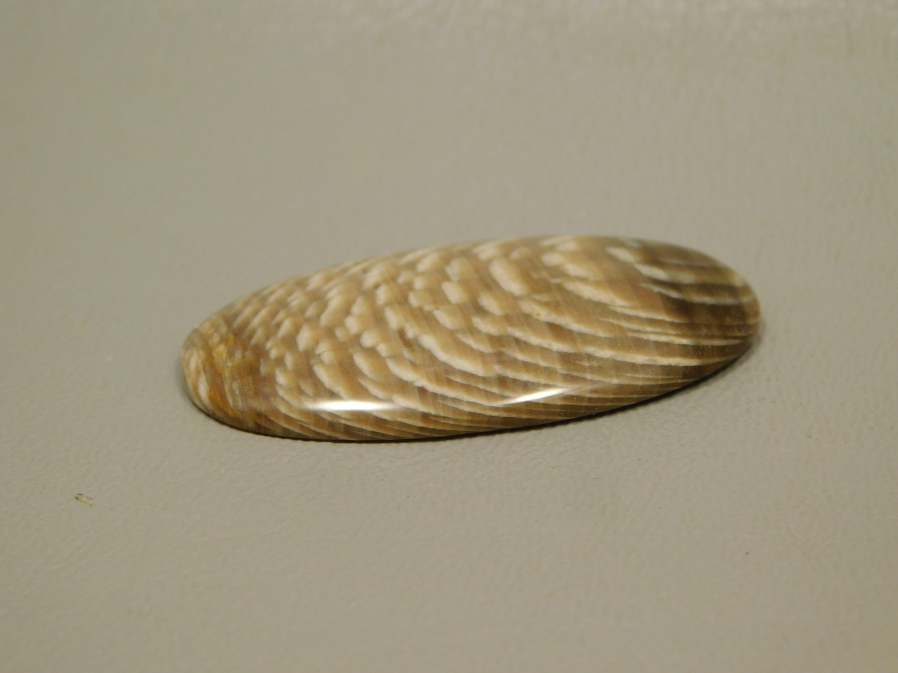 Petrified Sycamore Wood Cabochon #14