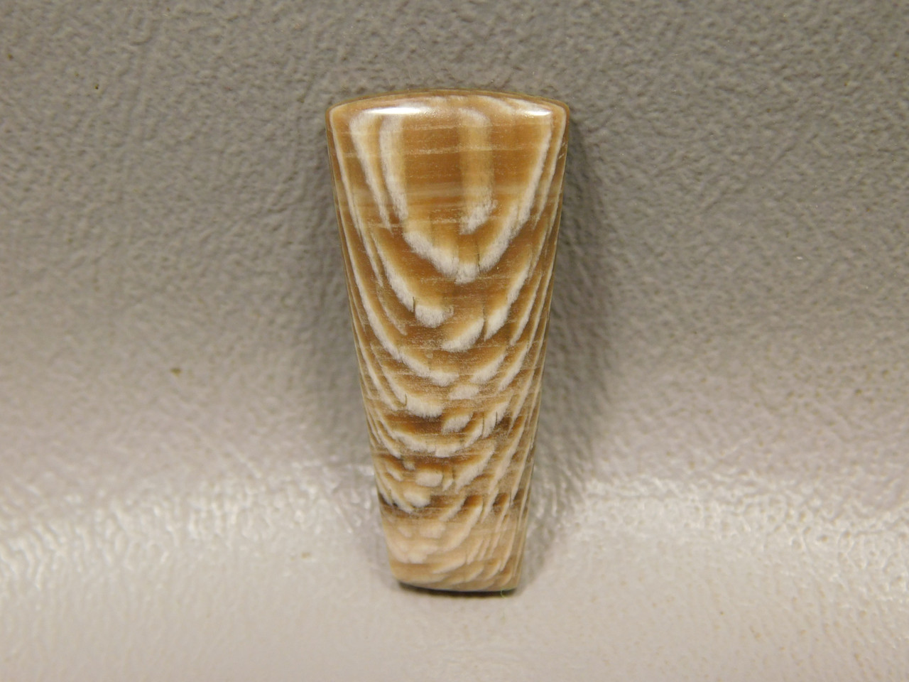 Petrified Sycamore Wood Cabochon #24