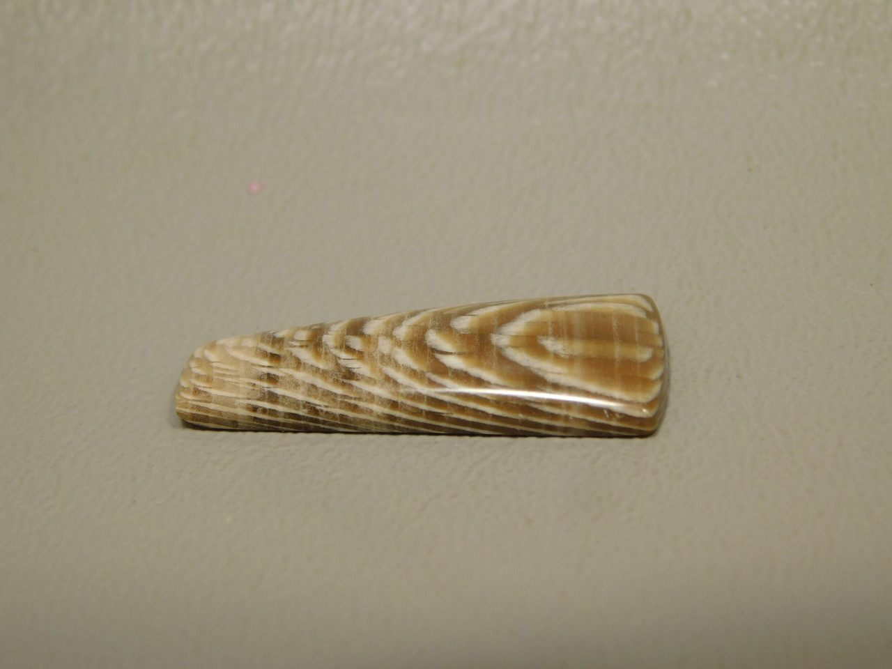 Petrified Sycamore Wood Cabochon #24