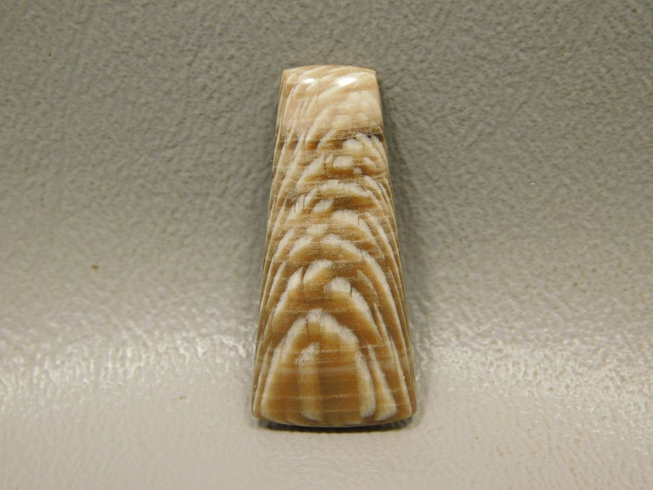 Petrified Sycamore Wood Cabochon #24