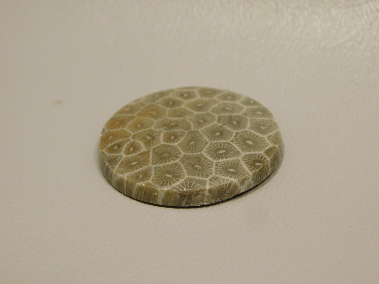Fossil Coral Cabochon #F4