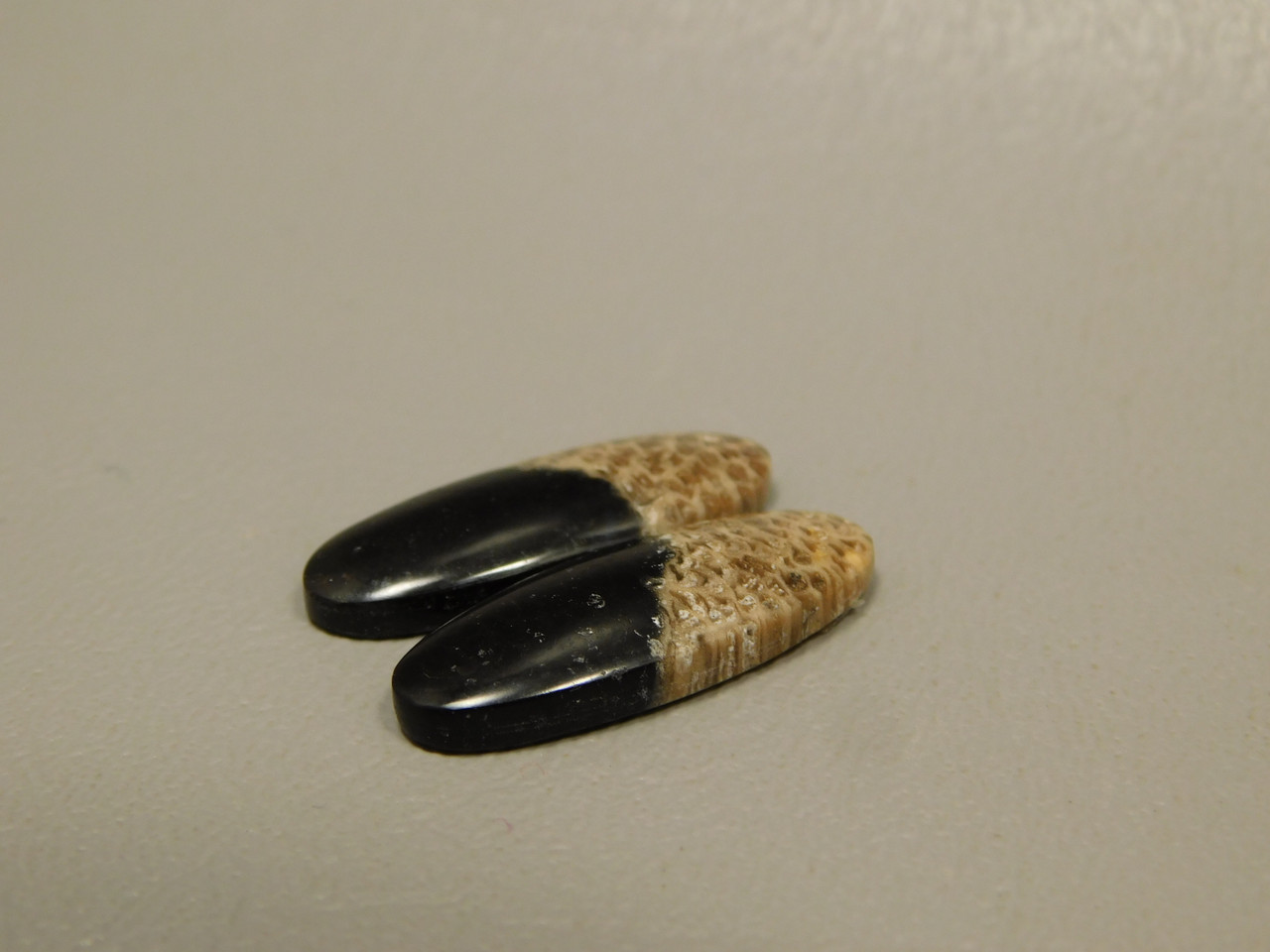 Petrified Palm Wood Matched Pair Cabochons #4