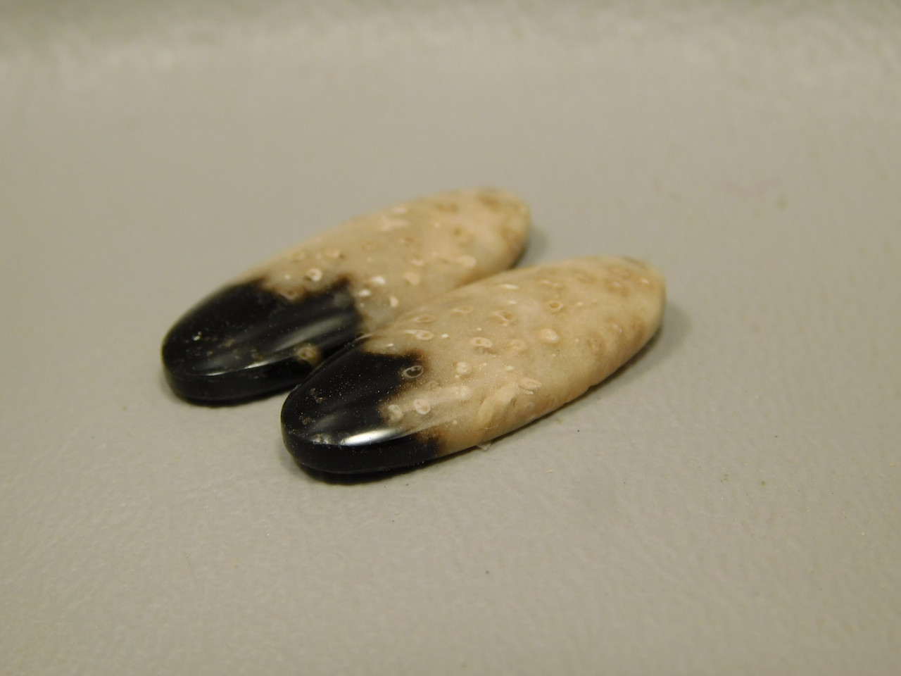 Petrified Palm Wood Matched Pair Cabochons #18