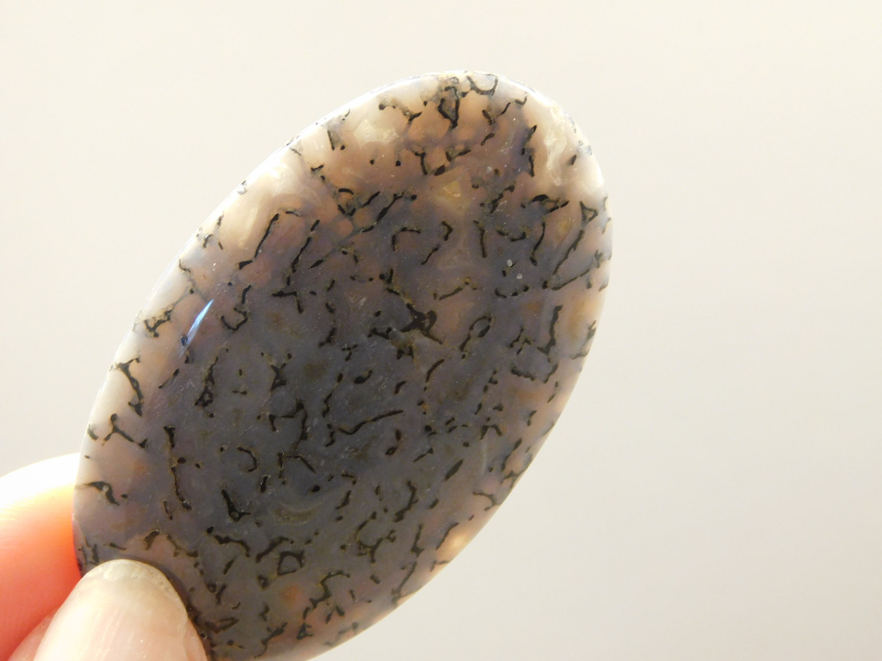 Dinosaur Bone Cabochon #5