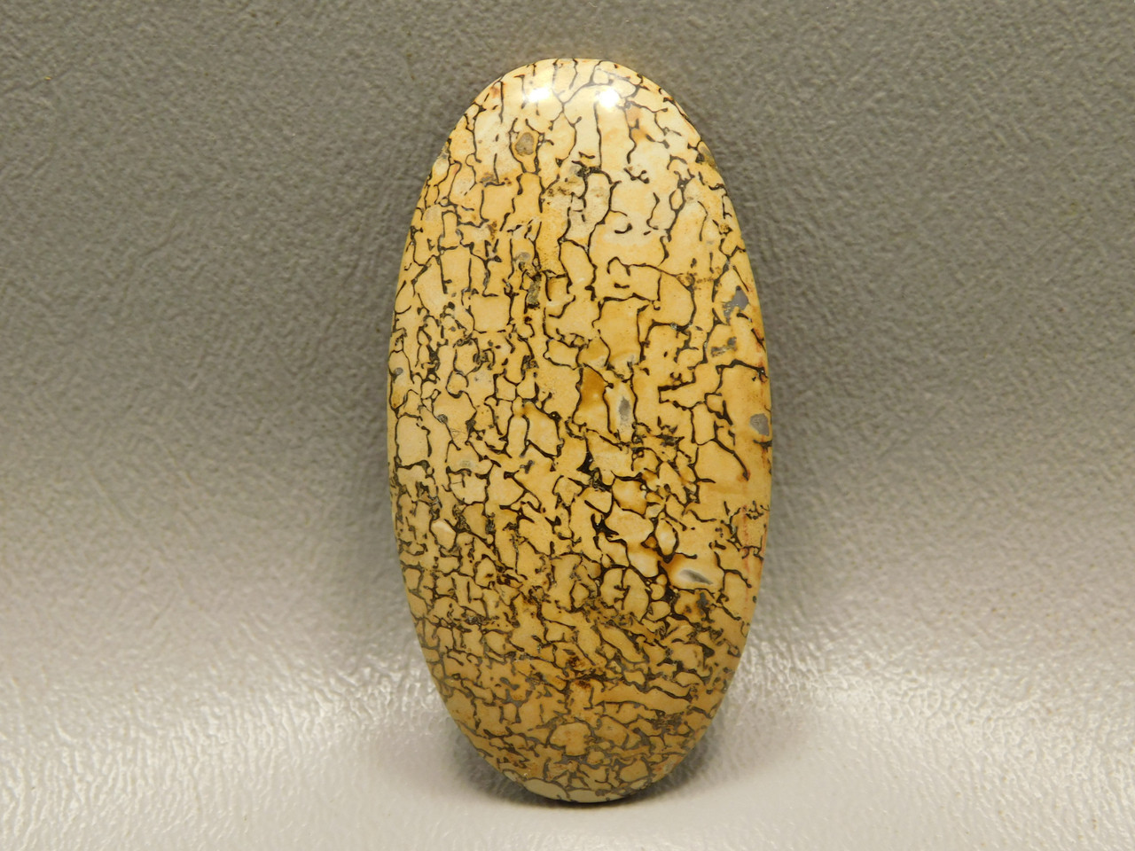 Dinosaur Bone Cabochon #5