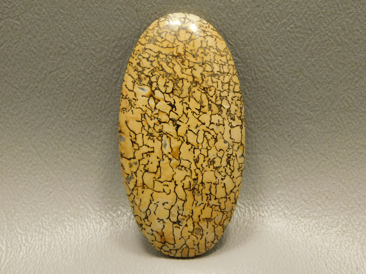 Dinosaur Bone Cabochon #5