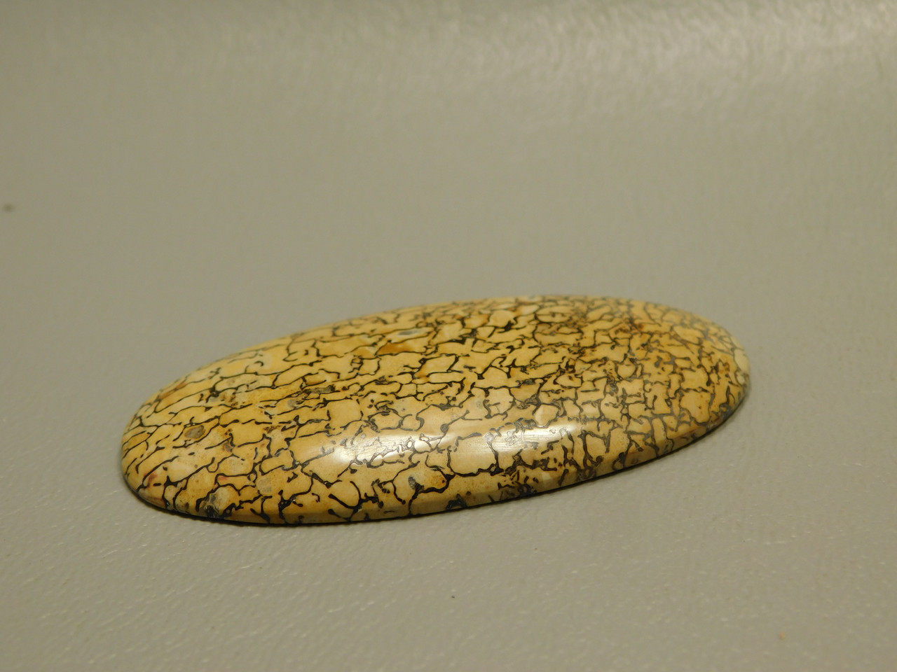 Dinosaur Bone Cabochon #5