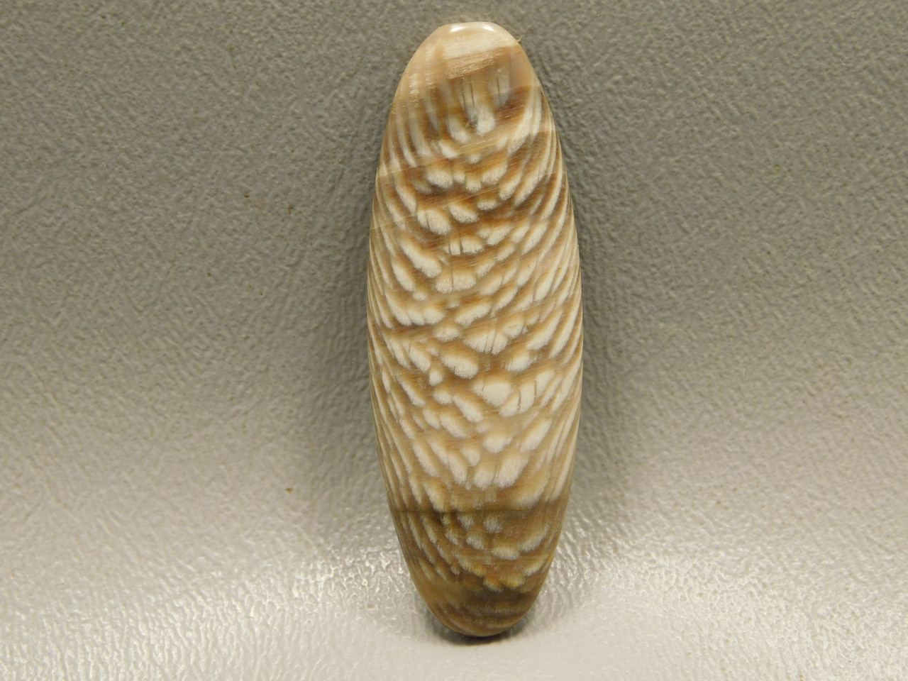 Petrified Sycamore Wood Cabochon #4