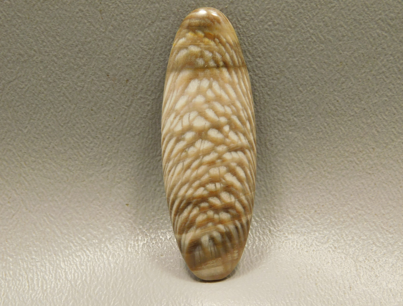 Petrified Sycamore Wood Cabochon #4