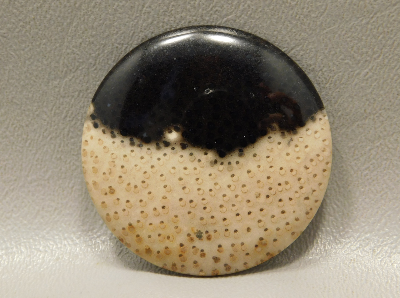 Petrified Palm Wood Polka Dot Black Cabochon Fossil Stone #11