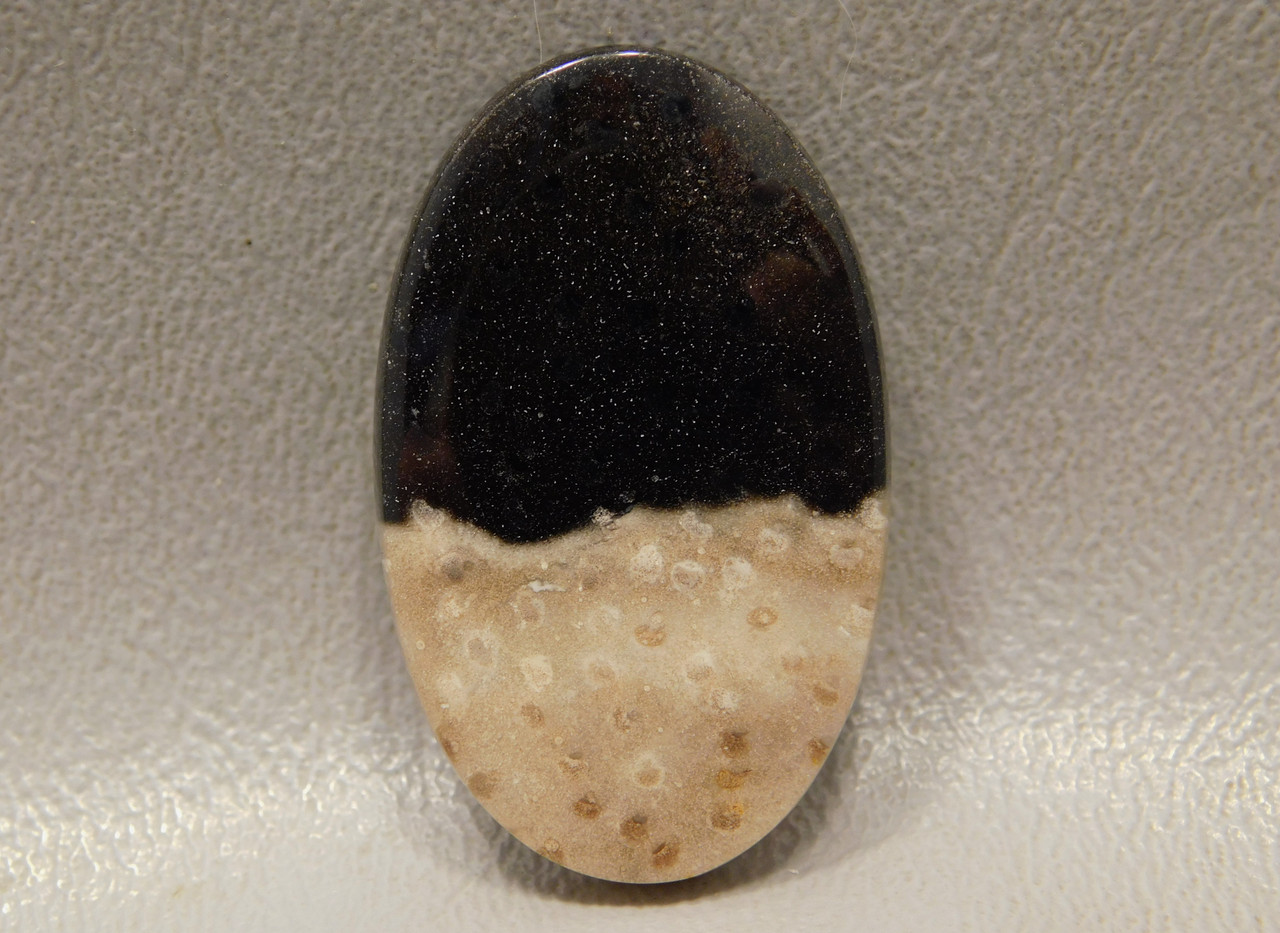 Petrified Palm Wood Cabochon 16 Barlows Gems