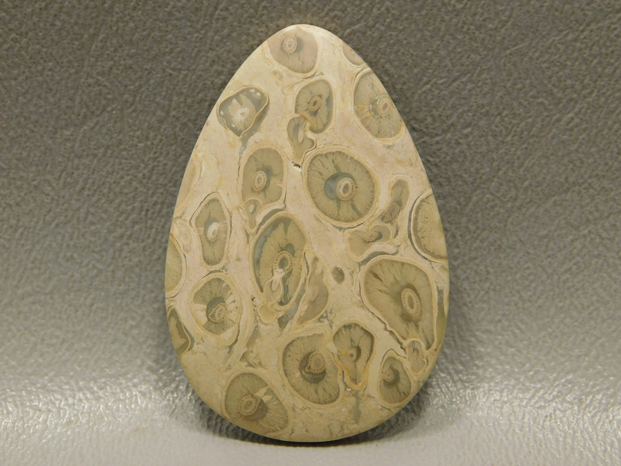 Petrified Palm Wood Root Teardrop Cabochon Gemstone Indonesia #12