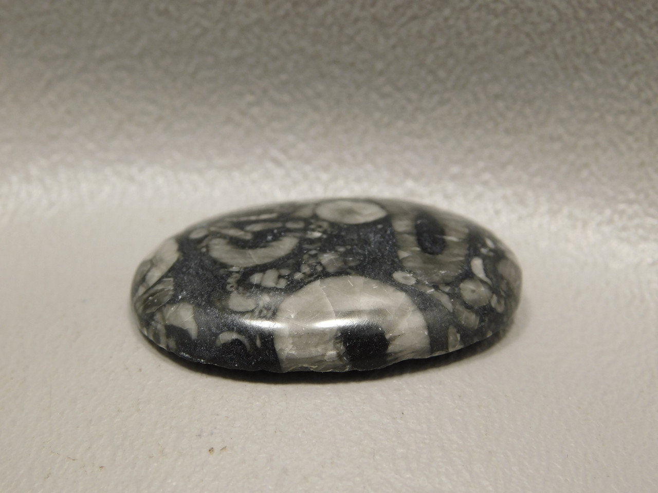 Black and White Crinoid Marble Fossil Oval Cabochon #17
