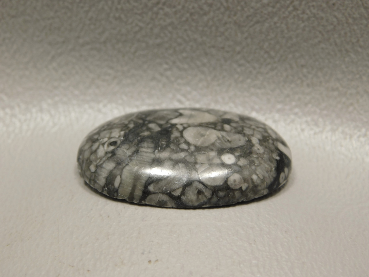 Black and White Crinoid Marble Fossil Semiprecious Stone Cabochon #21