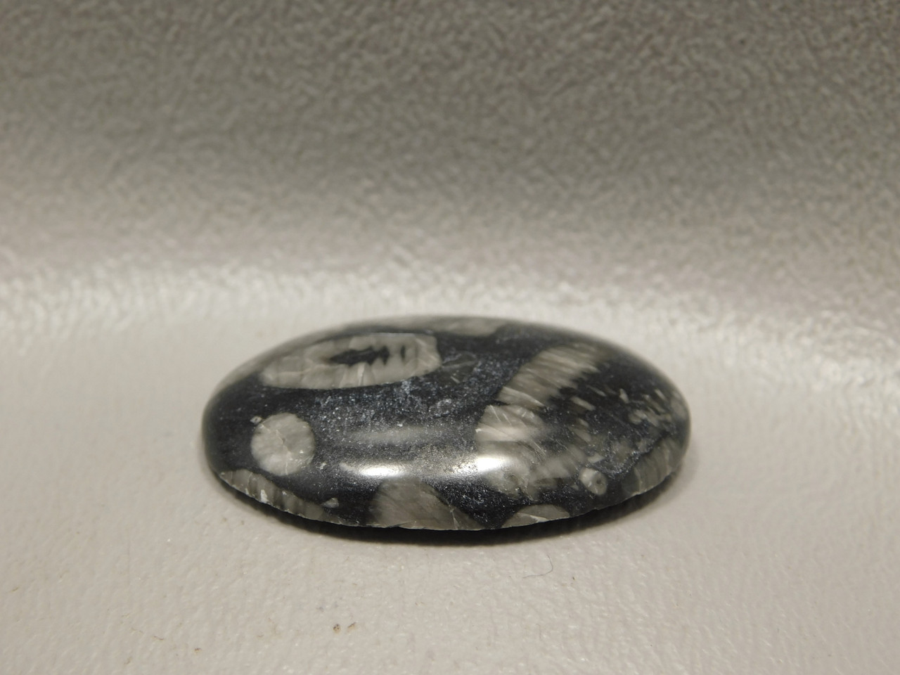 Black and White Crinoid Marble Fossil Designer Cabochon #2