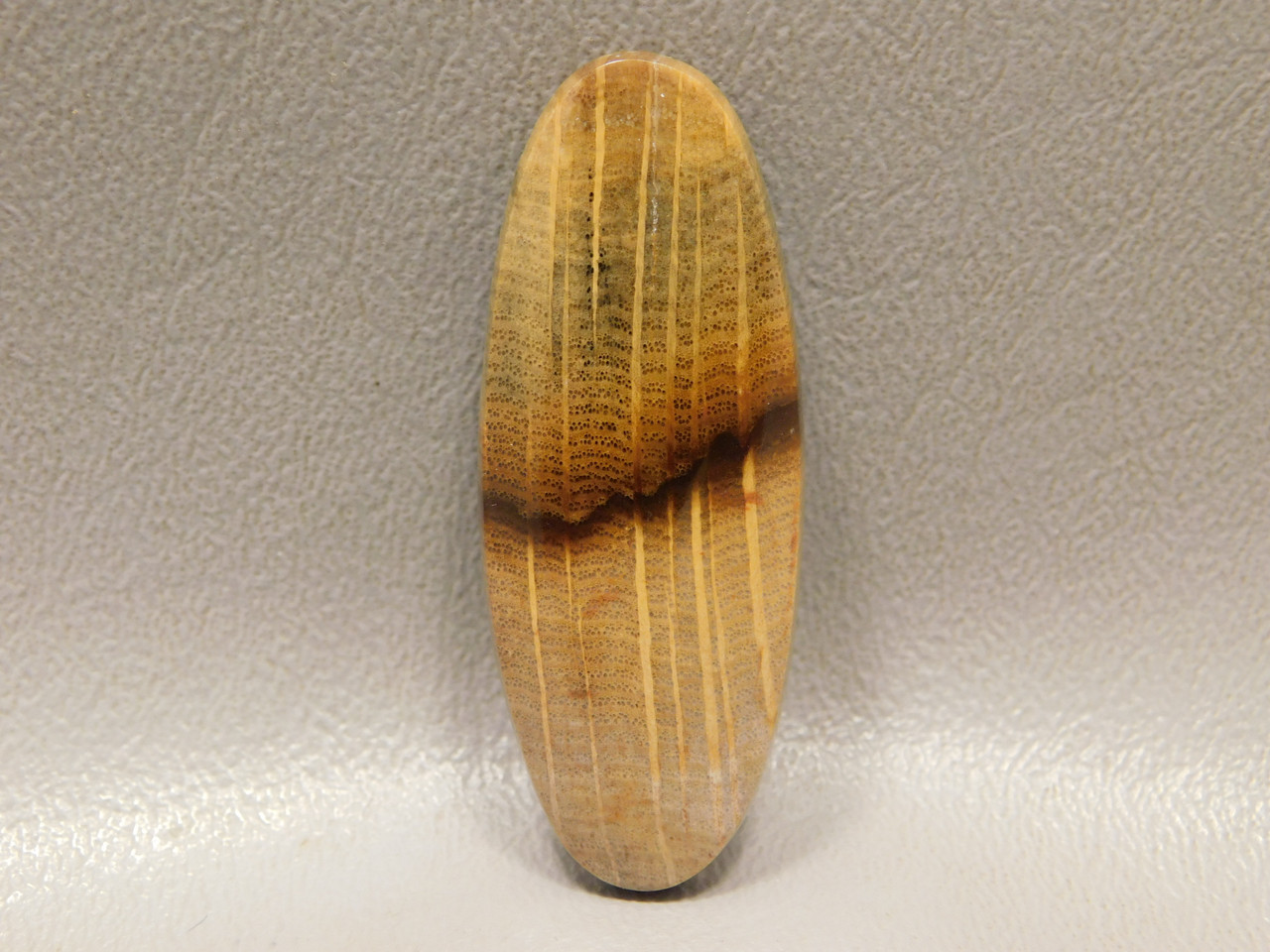 Fossilized Golden Oak Wood Cabochon Semi Precious Stone #15