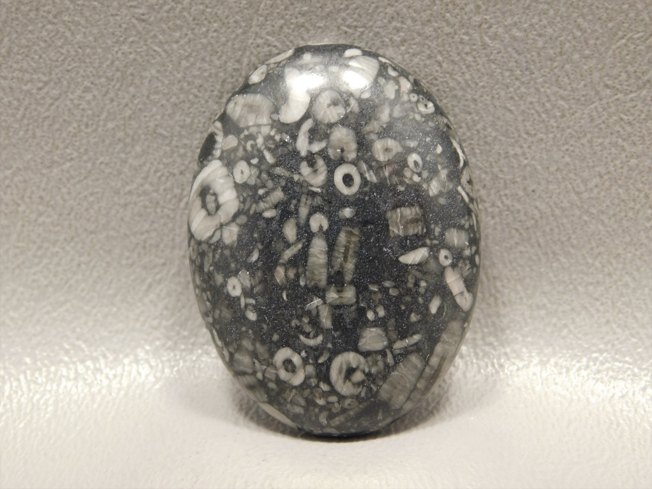 Crinoid Marble Fossil Cabochon #24