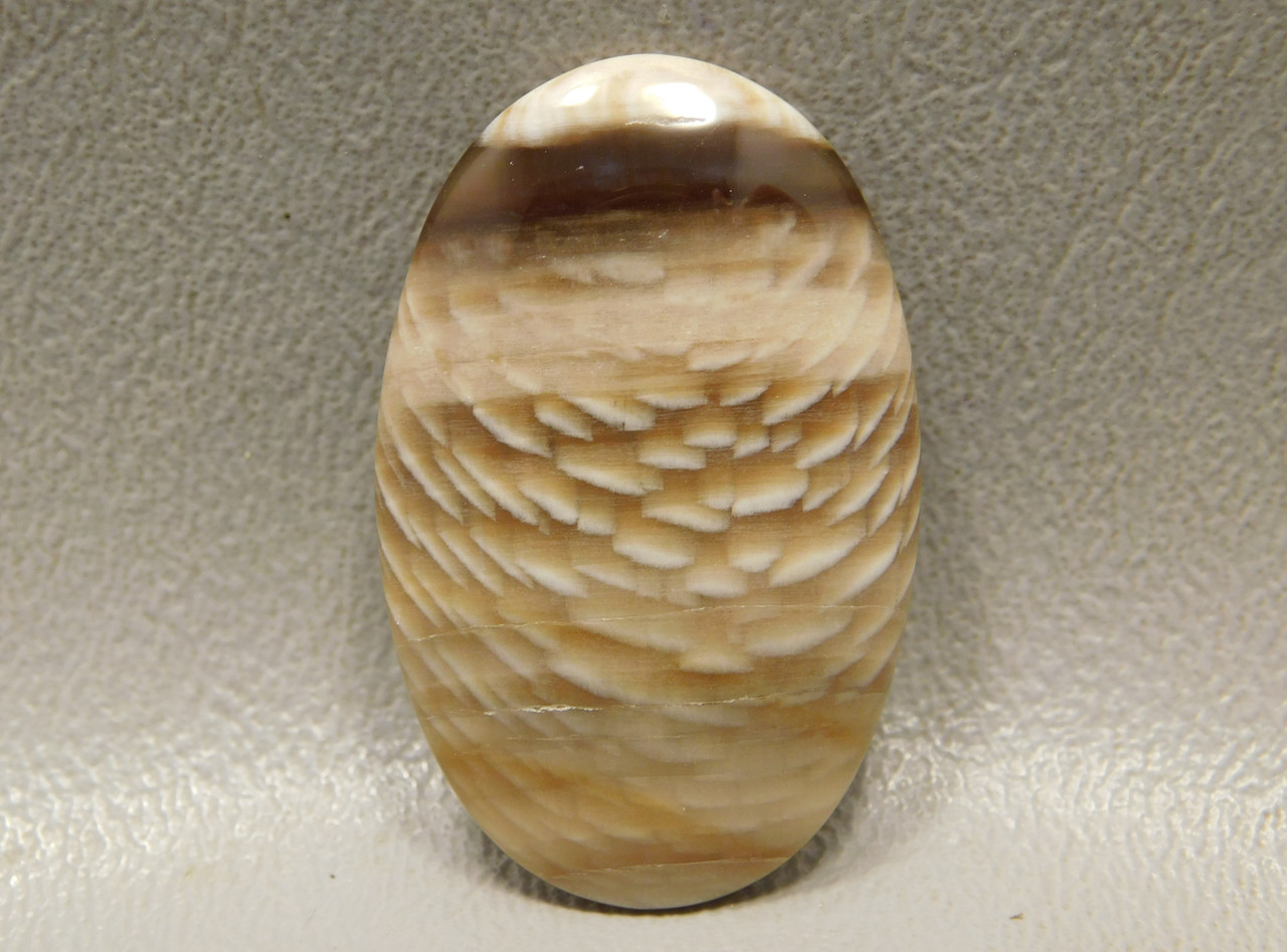 Fossilized Petrified Sycamore Wood Cabochon Gemstone #20