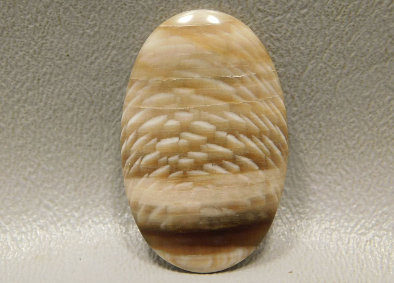Fossilized Petrified Sycamore Wood Cabochon Gemstone #20