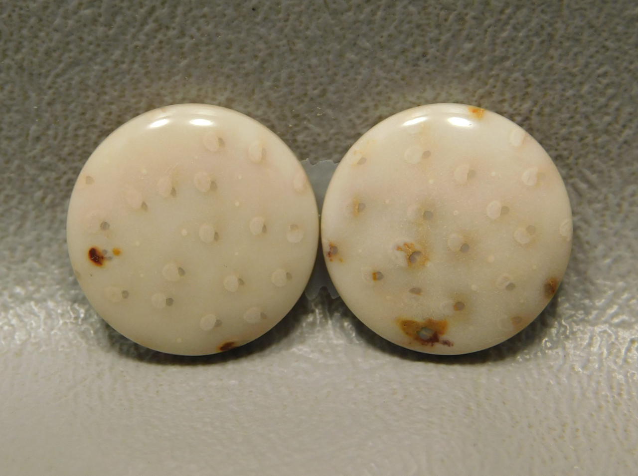 Petrified Palm Wood Matched Pair 15 mm Rounds Cabochons #16
