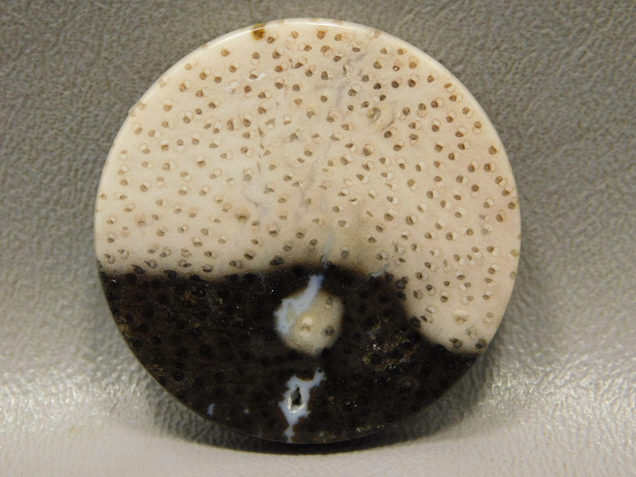 Petrified Palm Wood 39 mm round Black Beige Dots Cabochon #9