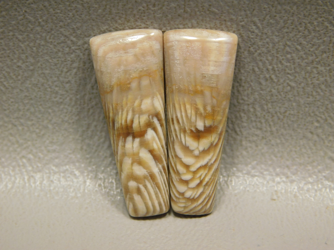 Fossilized Sycamore Wood Matched Pairs Cabochons Badger Creek #17