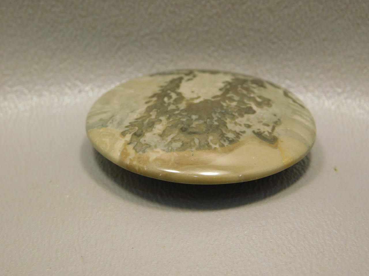 Cotham Marble Fossil Stone Cabochon 40 mm Round Stromatolite #20