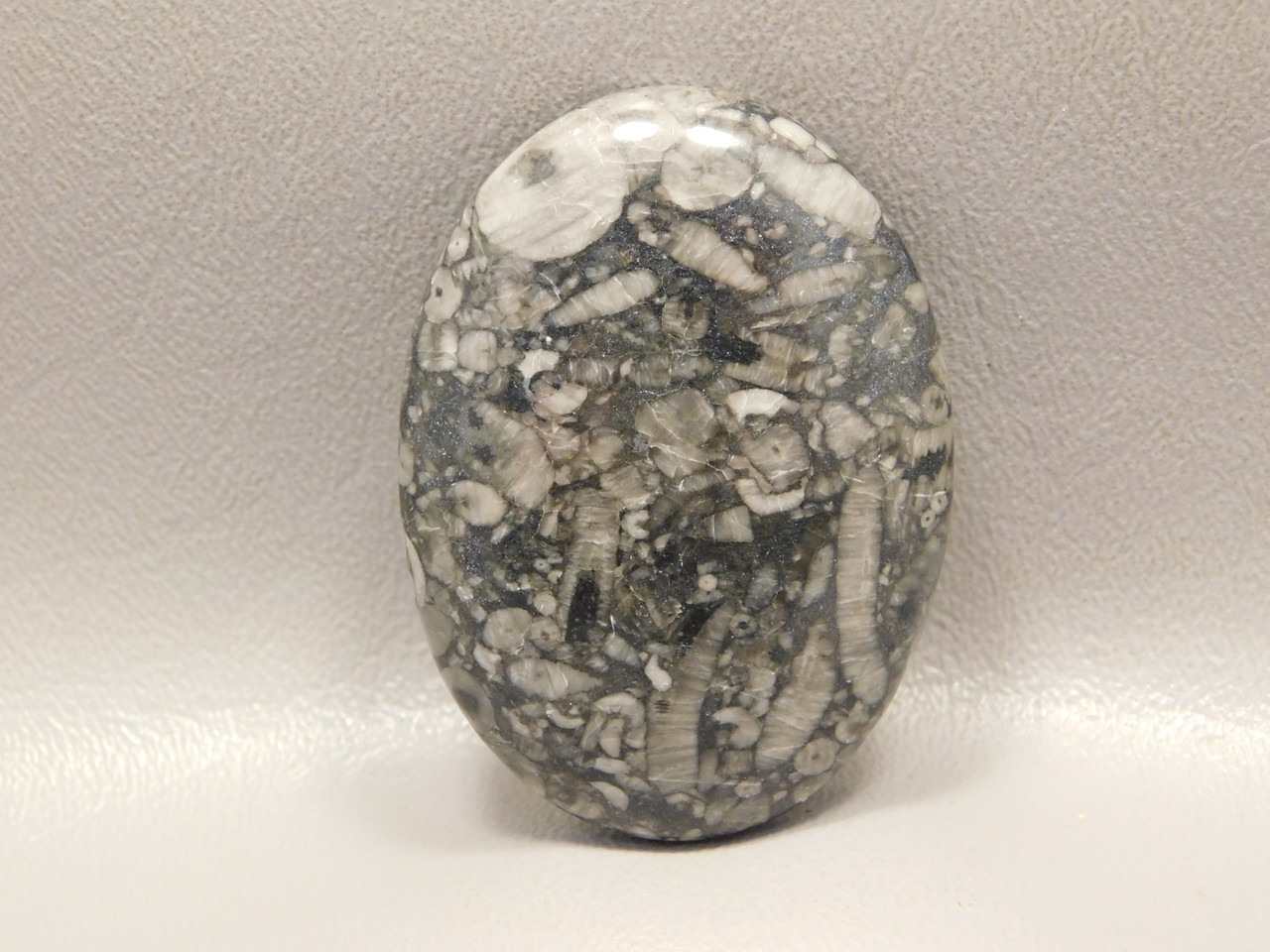 Crinoid Marble Fossilized Loose Stone Cabochon #16