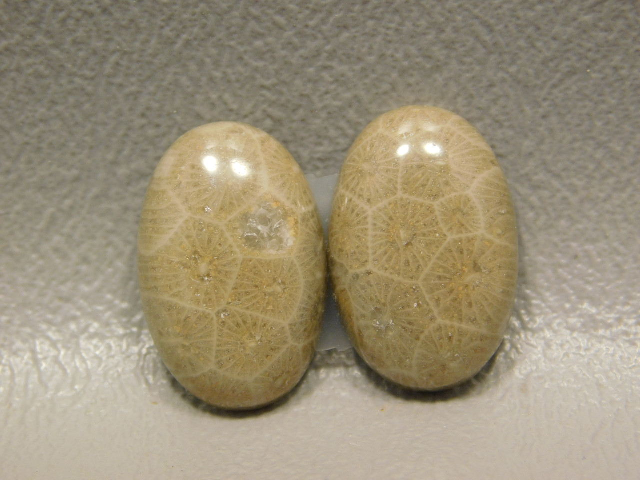 Fossilized Coral Matched Pair Stone Designer Cabochons #12