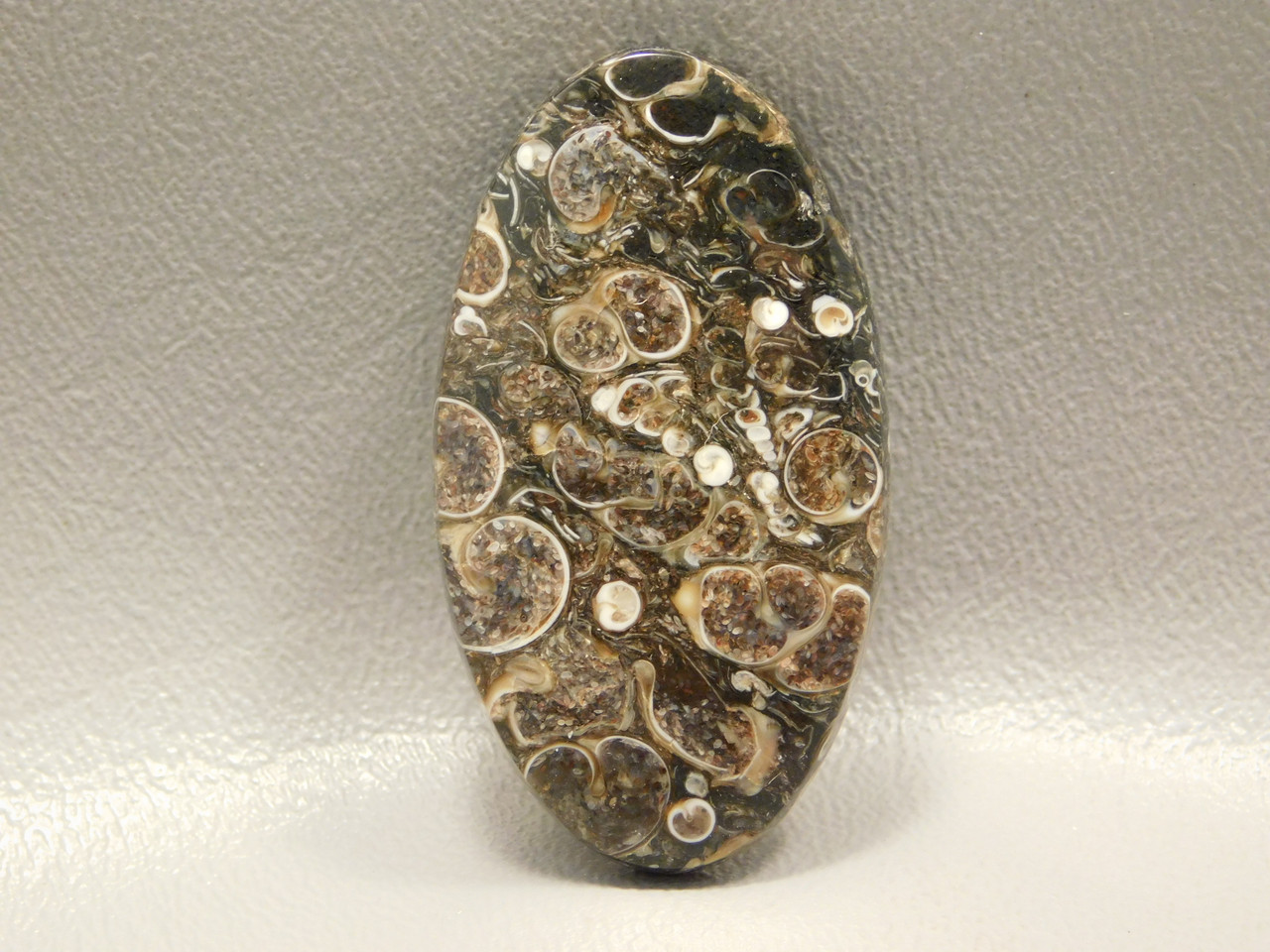Fossil Turritella Agate Semiprecious Stone Cabochon #1