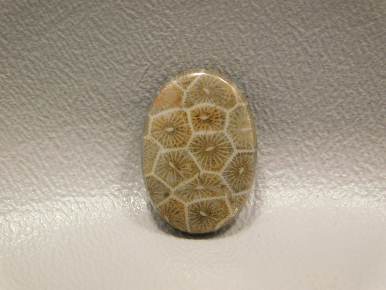Cabochon Fossil Coral Loose Stones #f15
