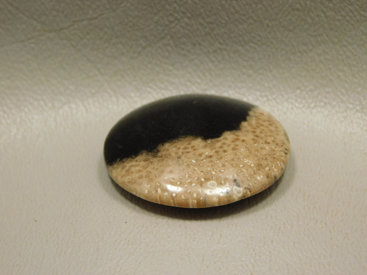 Petrified Palm Wood Cabochon #4