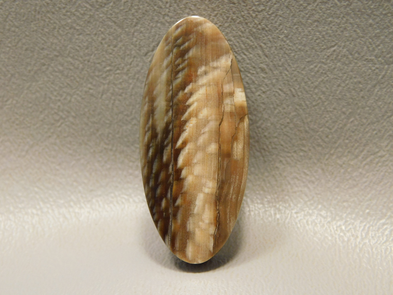 Petrified Sycamore Wood Stone Bead Pendant #5