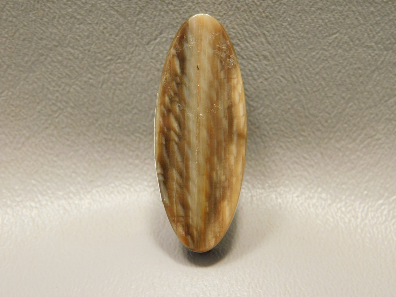 Petrified Sycamore Wood Stone Bead Pendant #6