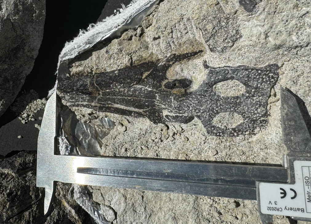 Fossils Found in the United States