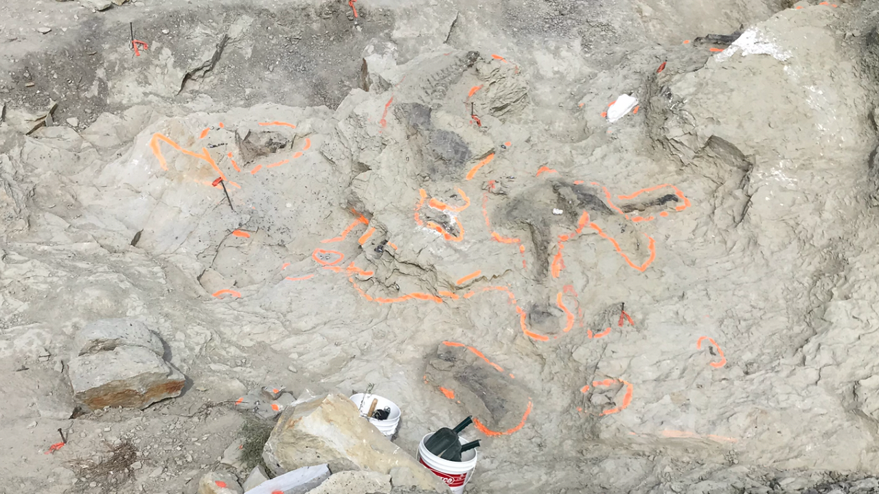 Dinosaur Digging in Wyoming! Dinosaur Digging in Wyoming!