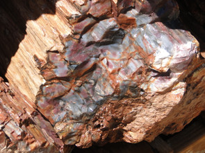 Petrified Wood Found in the USA